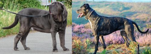 Neapolitan Mastiff vs Alaunt - Breed Comparison