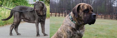 Neapolitan Mastiff vs American Mastiff - Breed Comparison