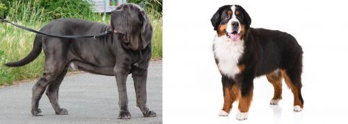 Neapolitan Mastiff vs Bernese Mountain Dog - Breed Comparison