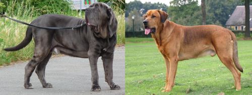 Neapolitan Mastiff vs Broholmer - Breed Comparison