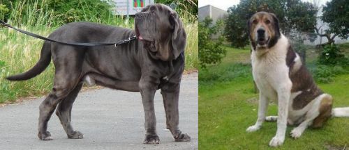 Neapolitan Mastiff vs Cao de Gado Transmontano - Breed Comparison