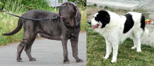 Neapolitan Mastiff vs Ciobanesc de Bucovina - Breed Comparison