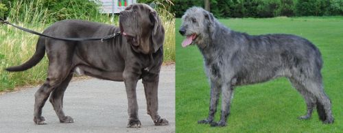 Neapolitan Mastiff vs Irish Wolfhound - Breed Comparison