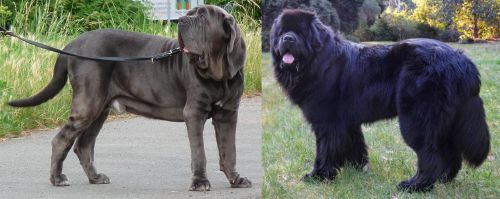 Neapolitan Mastiff vs Newfoundland Dog - Breed Comparison
