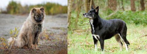 Nenets Herding Laika vs Lapponian Herder - Breed Comparison