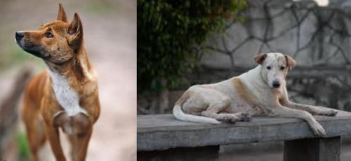 New Guinea Singing Dog vs Askal - Breed Comparison