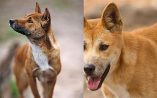 New Guinea Singing Dog vs Dingo - Breed Comparison