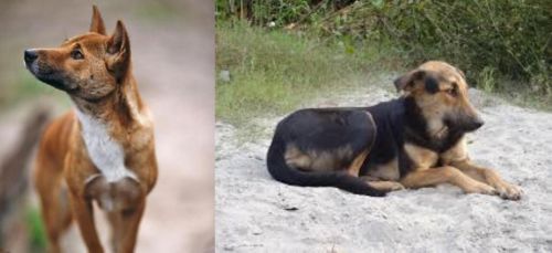 New Guinea Singing Dog vs Indian Pariah Dog - Breed Comparison
