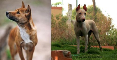 New Guinea Singing Dog vs Jonangi - Breed Comparison