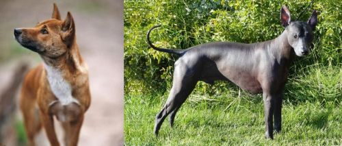 New Guinea Singing Dog vs Peruvian Hairless - Breed Comparison