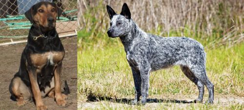 New Zealand Huntaway vs Australian Stumpy Tail Cattle Dog - Breed Comparison