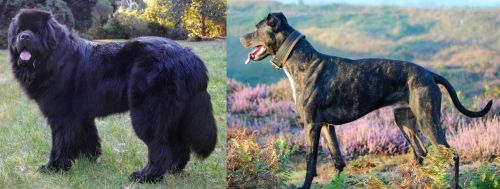 Newfoundland Dog vs Alaunt - Breed Comparison