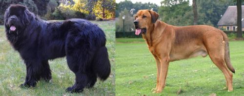 Newfoundland Dog vs Broholmer - Breed Comparison