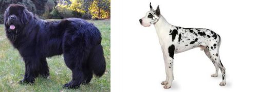 Newfoundland Dog vs Great Dane - Breed Comparison