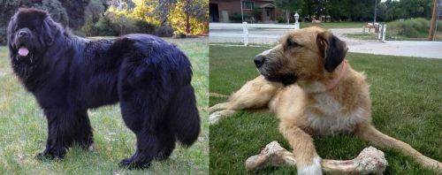 Newfoundland Dog vs Irish Mastiff Hound - Breed Comparison