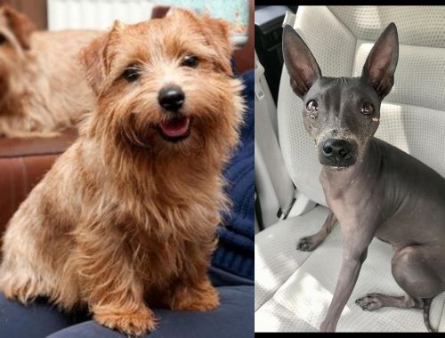 Norfolk Terrier vs American Hairless Terrier - Breed Comparison
