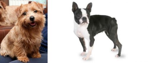 Norfolk Terrier vs Boston Terrier - Breed Comparison