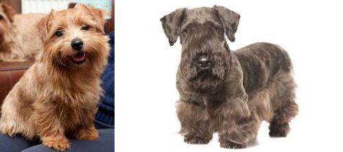 Norfolk Terrier vs Cesky Terrier - Breed Comparison