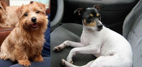 Norfolk Terrier vs Chilean Fox Terrier