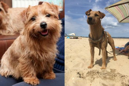 Norfolk Terrier vs Fell Terrier - Breed Comparison