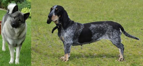 Norwegian Elkhound vs Basset Bleu de Gascogne - Breed Comparison