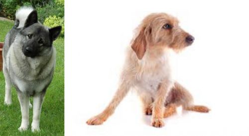 Norwegian Elkhound vs Basset Fauve de Bretagne - Breed Comparison
