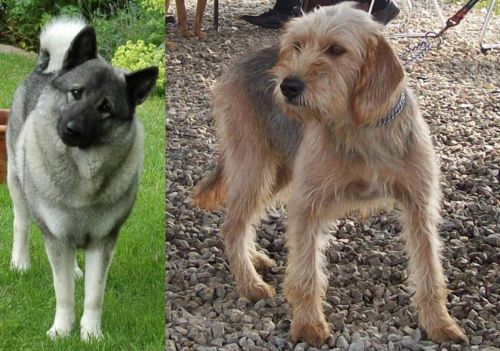 Norwegian Elkhound vs Bosnian Coarse-Haired Hound - Breed Comparison