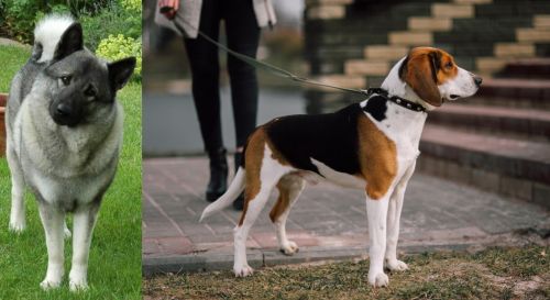 Norwegian Elkhound vs Estonian Hound - Breed Comparison