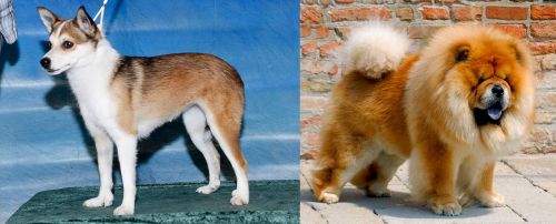 Norwegian Lundehund vs Chow Chow - Breed Comparison