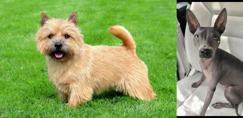 Norwich Terrier vs American Hairless Terrier - Breed Comparison