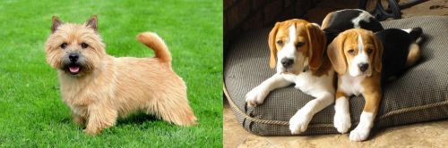 Norwich Terrier vs Beagle - Breed Comparison