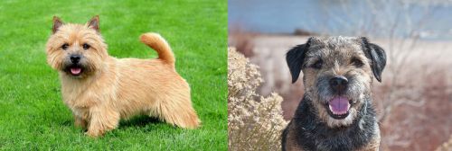 Norwich Terrier vs Border Terrier - Breed Comparison