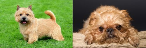Norwich Terrier vs Brug - Breed Comparison