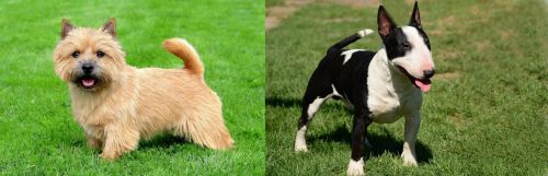 Norwich Terrier vs Bull Terrier Miniature - Breed Comparison