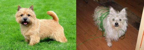 Norwich Terrier vs Cairland Terrier - Breed Comparison