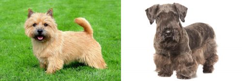 Norwich Terrier vs Cesky Terrier - Breed Comparison