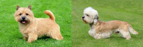 Norwich Terrier vs Dandie Dinmont Terrier - Breed Comparison
