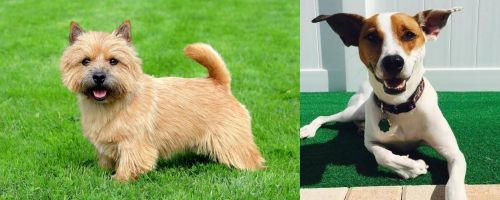 Norwich Terrier vs Feist - Breed Comparison