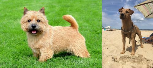 Norwich Terrier vs Fell Terrier - Breed Comparison