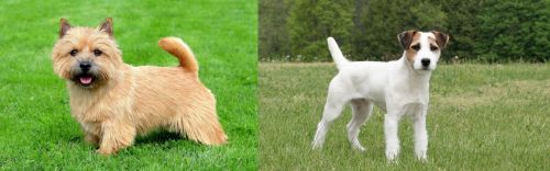 Norwich Terrier vs Jack Russell Terrier