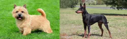 Norwich Terrier vs Manchester Terrier - Breed Comparison