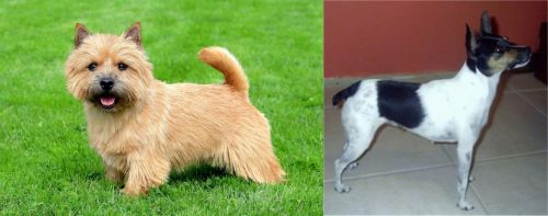 Norwich Terrier vs Miniature Fox Terrier - Breed Comparison