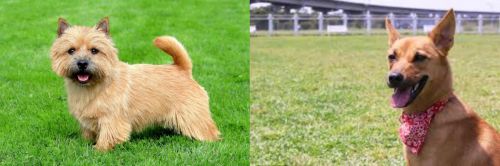 Nova Scotia Duck-Tolling Retriever vs Formosan Mountain Dog - Breed Comparison