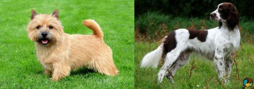 Nova Scotia Duck-Tolling Retriever vs French Spaniel - Breed Comparison