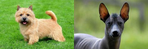 Nova Scotia Duck-Tolling Retriever vs Mexican Hairless - Breed Comparison
