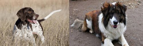 Old Danish Pointer vs Aidi - Breed Comparison