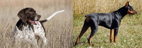 Old Danish Pointer vs German Pinscher - Breed Comparison