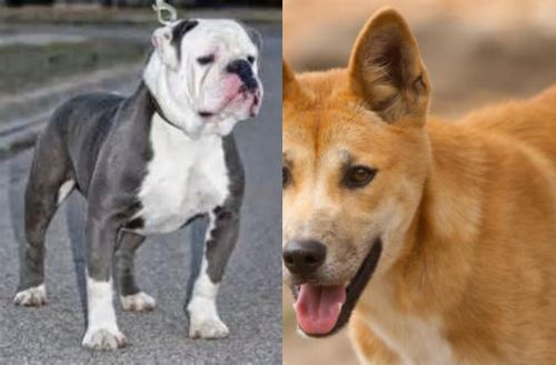 Old English Bulldog vs Dingo - Breed Comparison