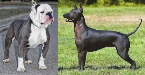 Old English Bulldog vs Hairless Khala