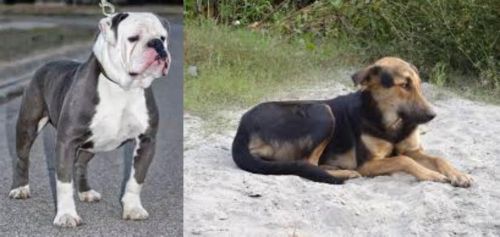 Old English Bulldog vs Indian Pariah Dog - Breed Comparison